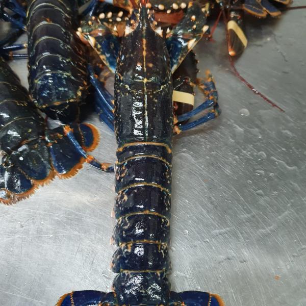 Lobster