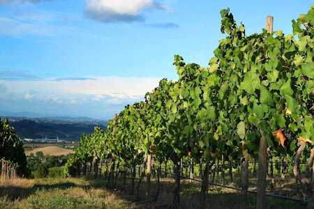 Matrimonio in Vigna